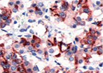 1608474857190028.png 1608474857190028.png